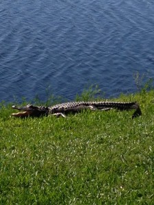 NCCGA_Florida